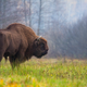 The modern European bison. (Image: Rafał Kowalczyk)